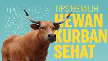 Jangan Tergiur Harga Murah, 4 Tips Memilih Hewan Kurban yang Baik