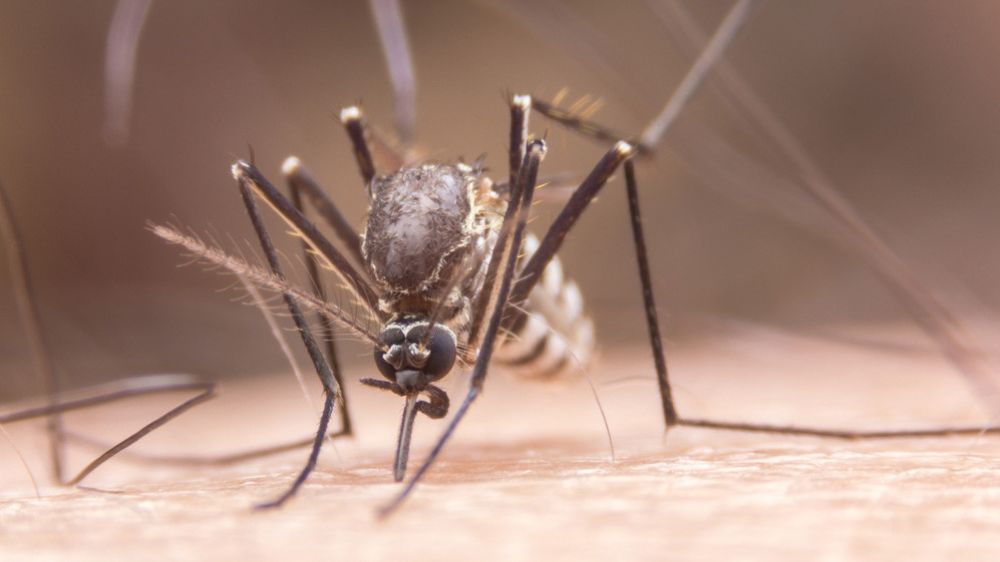 Benarkah Wolbachia dapat mengatasi kasus Demam Berdarah Dengue? Begini Penjelasan Kemenkes