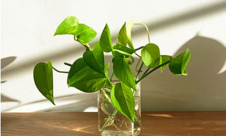 Tanpa Tanah! Ini Cara Menanam Sirih Gading dan Monstera di Dalam Vas Air.