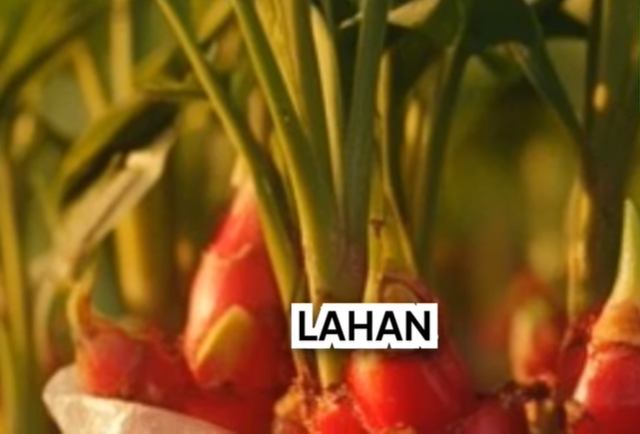 Cara Menanam Jahe Merah di Polybag agar Hasil Melimpah