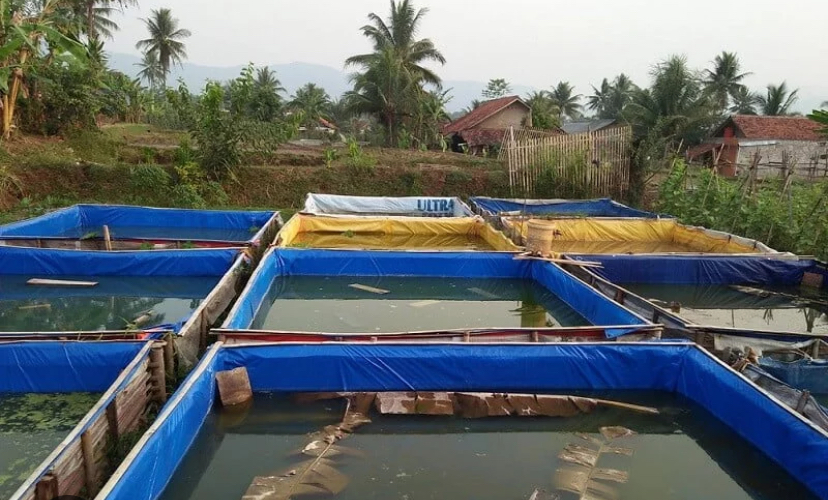 4 Kunci Budidaya Ikan Gurami di Kolam Terpal