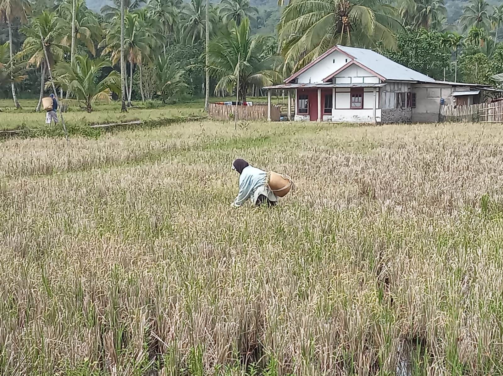 Kelompok Tani Tak Aktif, Produksi Pangan Terancam