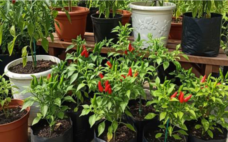 4 Jenis Tanaman Sayur dan Buah yang Tumbuh Subur di Polybag