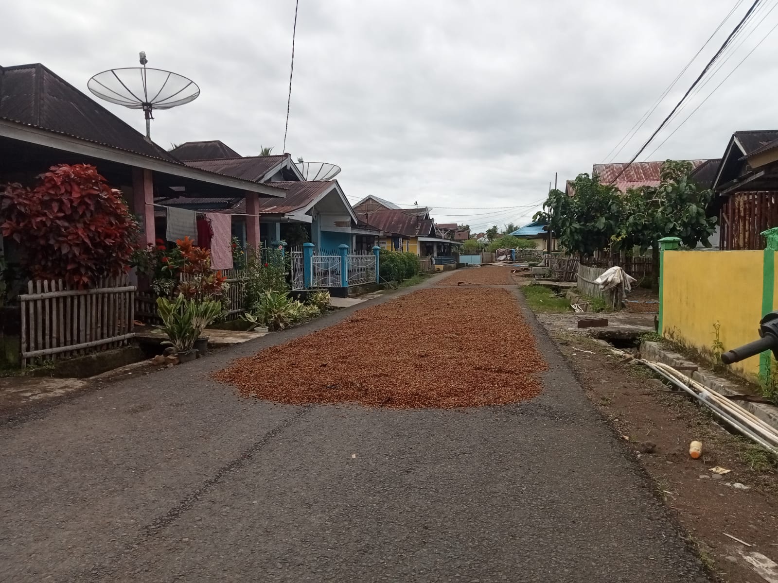Sempat Jatuh Saat Puasa, Harga Biji Kopi Kering Lebong Kembali Menguat