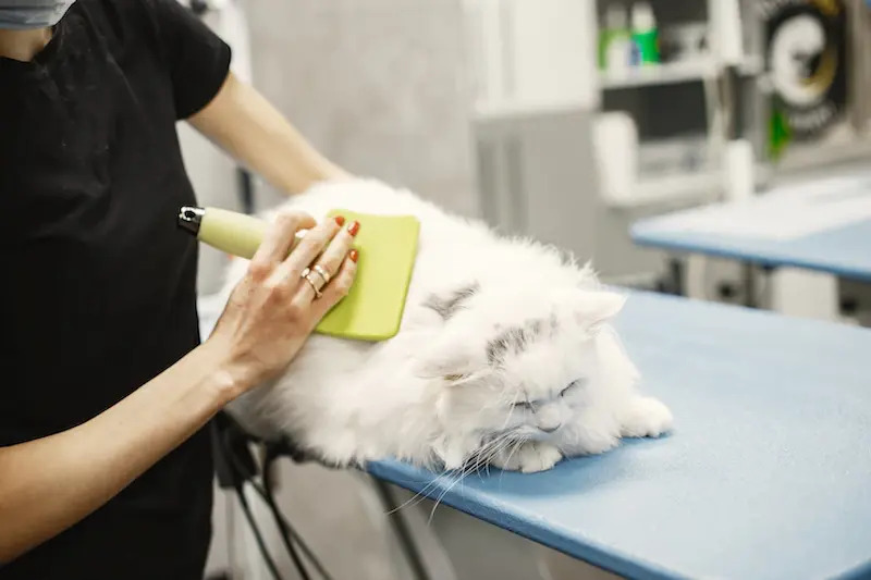 Grooming Kucing: Cara yang Mudah untuk Menjaga Kesehatan dan Kebersihan Peliharaan Anda