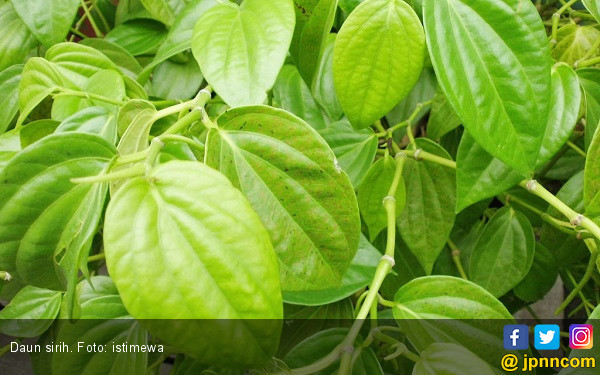 Manfaat Daun Sirih Campur Madu, Ampu Cegah Serangan Sembelit