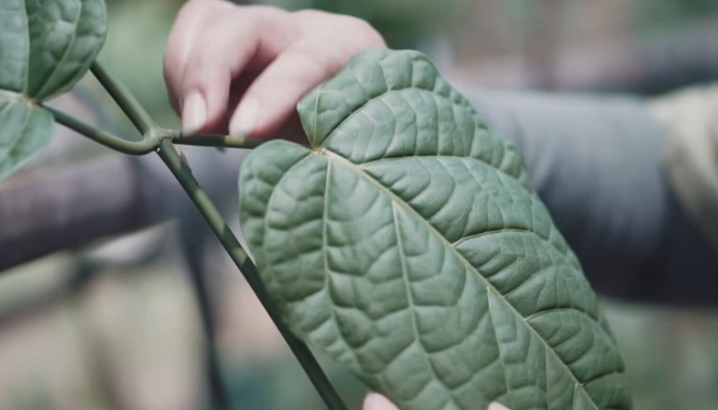 Tarum Jawa sebagai Sumber Pewarna Alami Bernilai Tinggi