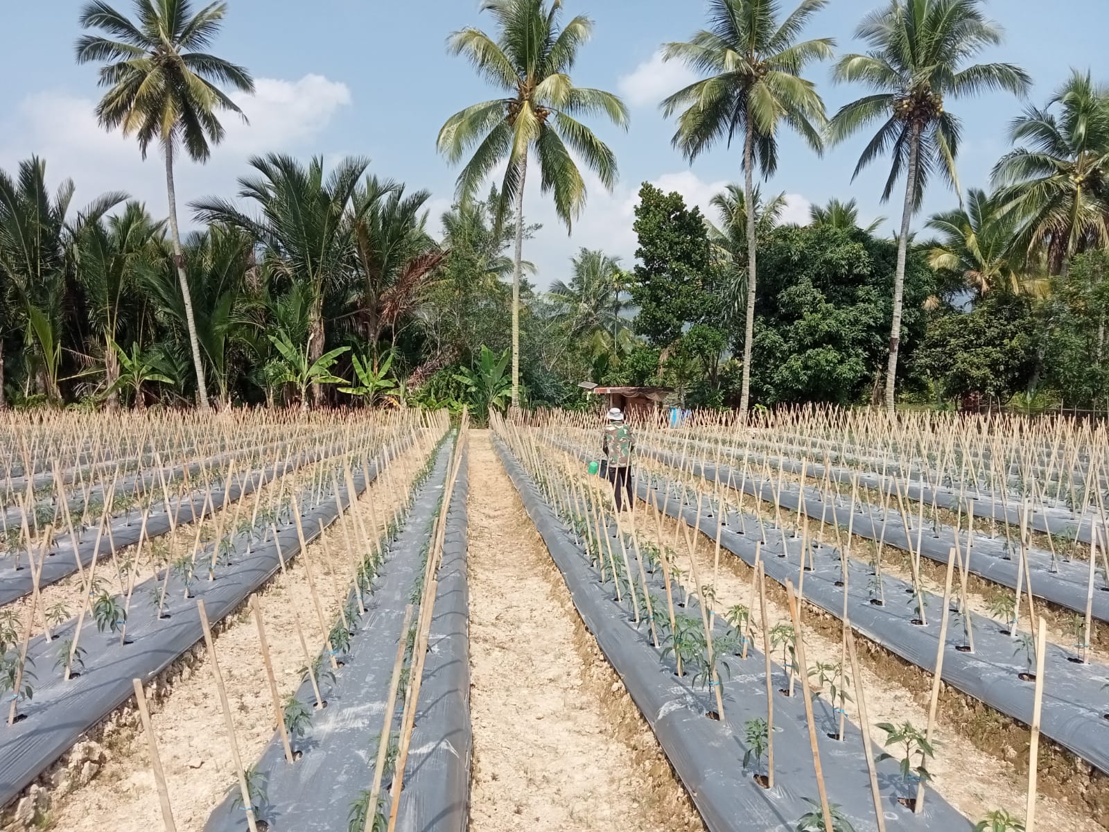  Petani Lebong Tengah Beralih Tanam Cabai 