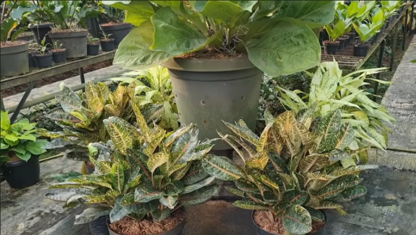 10 Tanaman Penjaga Rumah Penolak Penyakit dan Penarik Rezeki