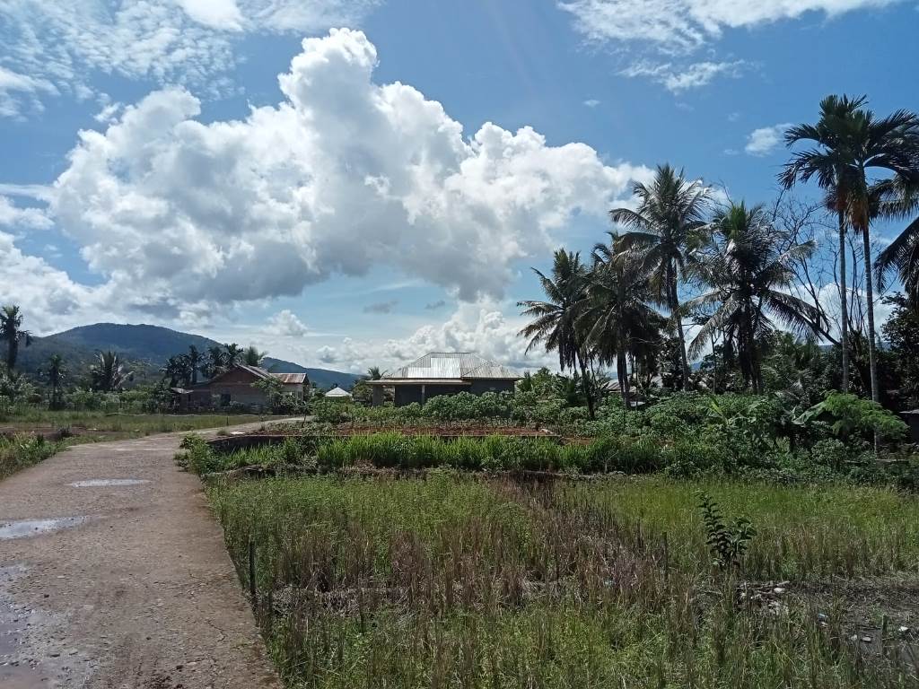 Sawah Lebong Tengah Menyusut Terus, Ini Dampak Buruknya Bagi Lingkungan!