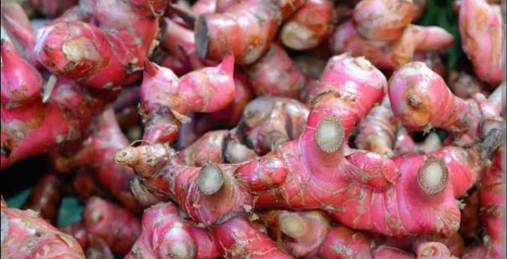 Khasiat Jahe Merah untuk Rematik yang Luar Biasa
