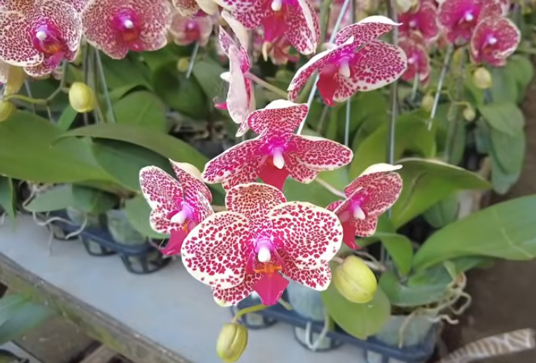 Tanaman Hias Pembawa Keberuntungan dan Penarik Rezeki