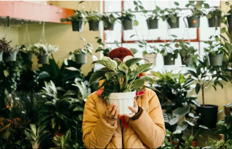 Bye-Bye Polusi! Ini 7 Tanaman Pembersih Udara Kamar yang Bikin Tidur Lebih Nyaman