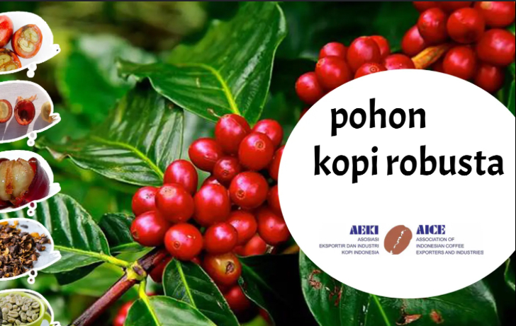 Tips Merawat Tanaman Kopi Robusta Agar Berbuah Lebat