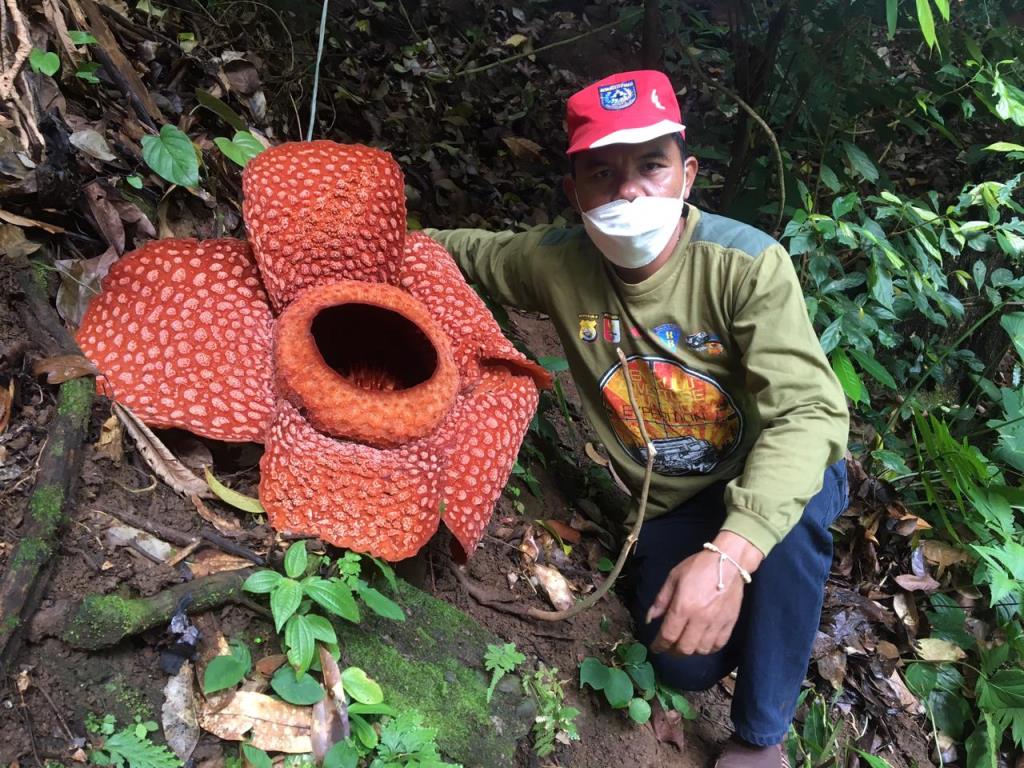 Bunga Rafflesia Diameter 65 Cm, Mekar Sempurna di Kemumu