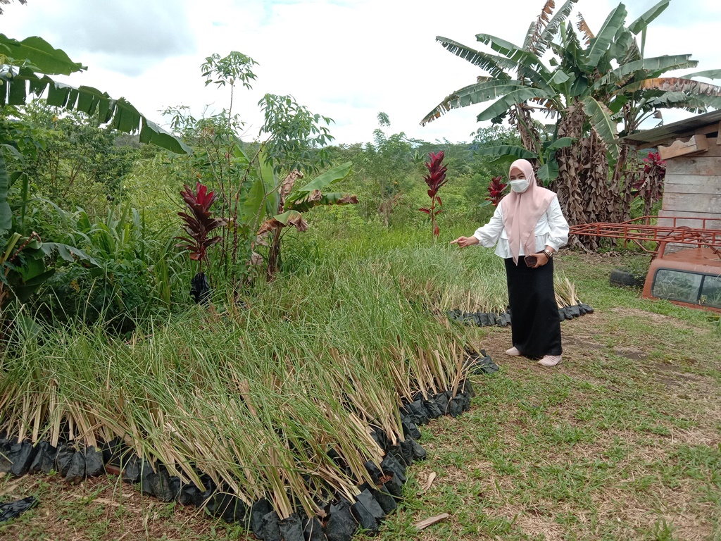 Pemkab Terima Bantuan Bibit Vetiver Penahan Longsor