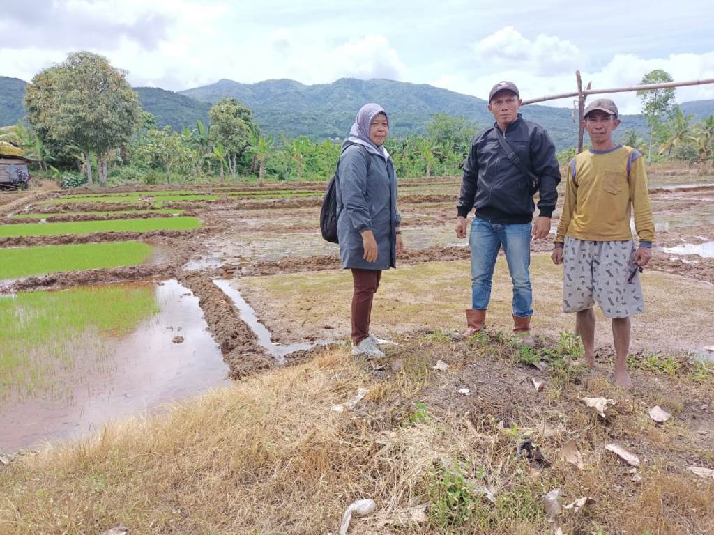 25 Hektar Lahan Sawah Terancam Kekeringan
