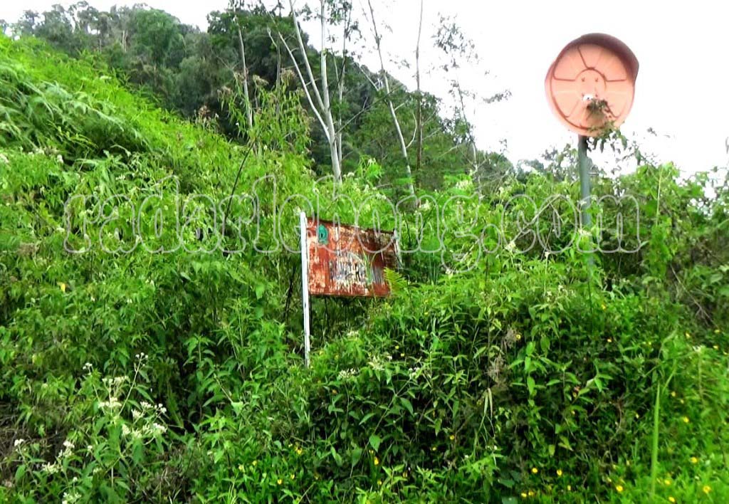 Geger Harimau 'Nongkrong' di Bukit Resam, BKSDA: Habitat Mereka Rusak!