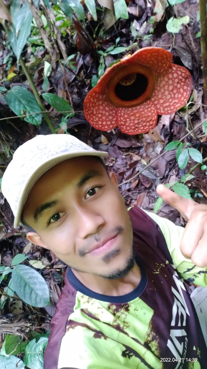 Bunga Rafflesia Mekar di Tambang Tik Aseak