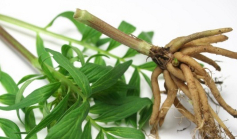 3 Suplemen Ini Bantu Anda Mudah Tidur Malam Nyenyak 