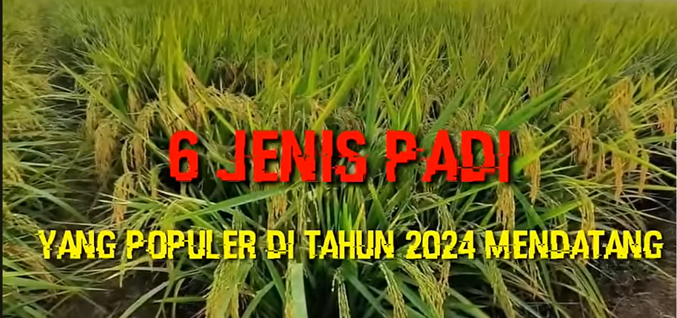 6 Benih Padi yang Populer di Tahun 2024! Dengan Potensi Tinggi