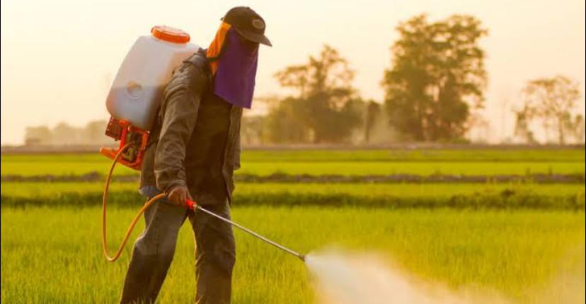 Petani Hati-Hati, Penyemprotan Pestisida Berisiko Sebabkan Kanker