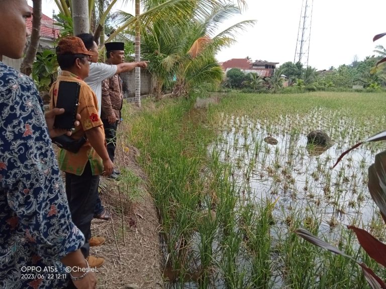  Hama Tikus Lalap 2 Hektare Sawah  di Lebong,  Camat Sebut Padi Masih Tumbuh Bagus 