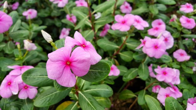 5 Jenis Tanaman Obat Melawan Kanker Menurut Dosen ITB