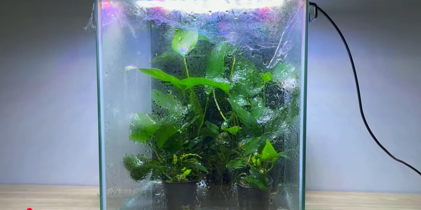 5 Tanaman Aquascape Murah dan Mudah Dirawat, Cocok untuk Pemula