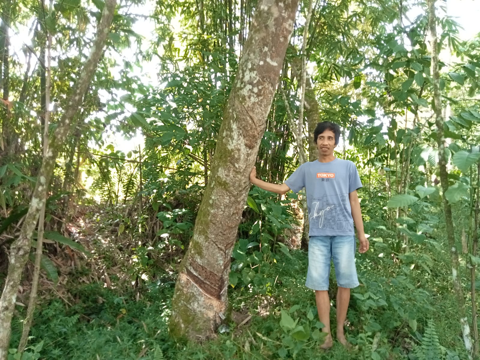 Harga Getah Karet Tembus Rp15.000 per Kilogram