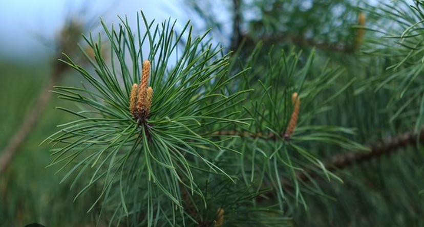 Kaya Antioksidan, Fakta Atau Mitos Daun Pinus Bisa Jadi Minuman Infused Water?