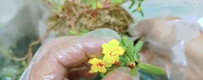 Cara Menanam Bunga Krokot Agar Subur dan Rajin Berbunga, Perhatikan Media Tanam dan Pemupukan