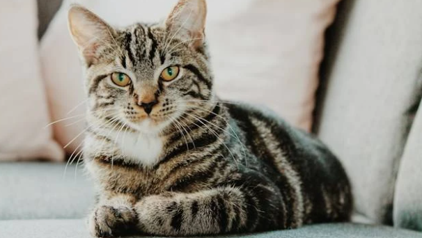 Mengenal Jenis Kucing Kampung: Karakteristik dan Keunggulan Memeliharanya