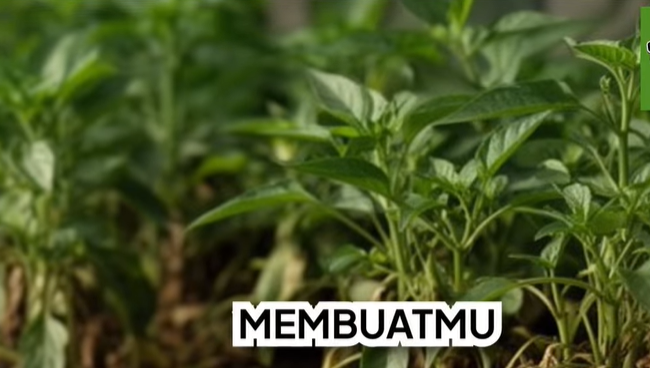 Panduan Lengkap Cara Merawat Tanaman Herbal agar Subur dan Panen Melimpah