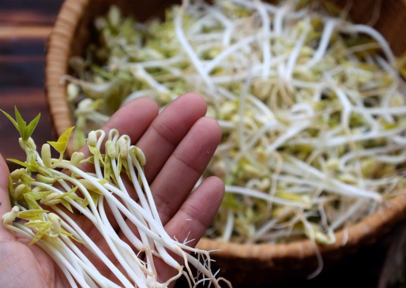 Cara Budidaya Tauge Hidroponik, Mudah dan Hemat Tempat