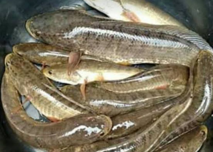 Ikan Gabus Memiliki Sejuta Khasiat Bagi Kesehatan Tubuh