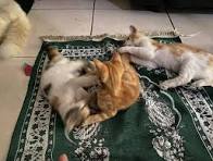 Suka Tidur di Sajadah! Inilah 8 Ciri Kucing Pembawa Hoki dan Rezeki Jika Dipelihara di Rumah