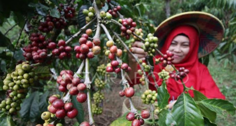 Harga Kopi Mahal di Bengkulu, Apakah Ini Yang Menjadi Penyebab Utamanya