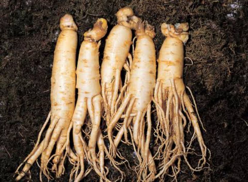 5 Manfaat Ginseng Yang Bagus Untuk Jantung