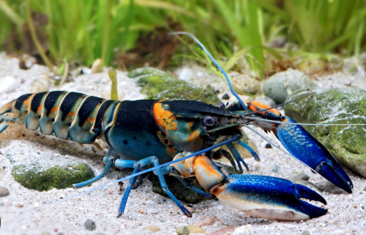 Sederet Panduan Budidaya Lobster Air Tawar