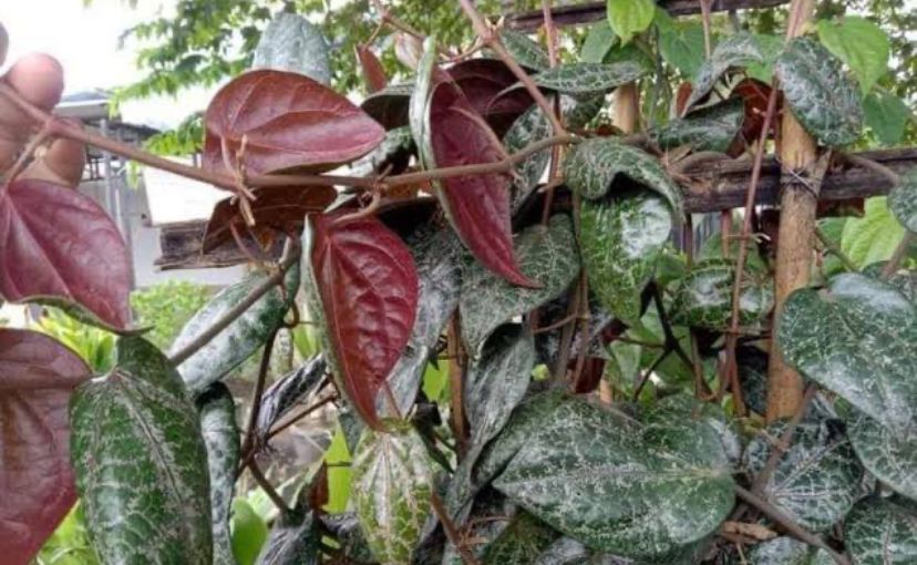  3 Manfaat Daun Sirih Merah, Ampuh Atasi Penyakit Kulit Ini