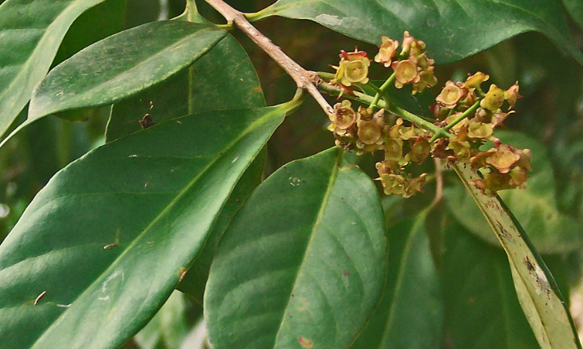 Manfaat Air Rebusan Daun Salam, Kolesterol Bakalan Ambyar