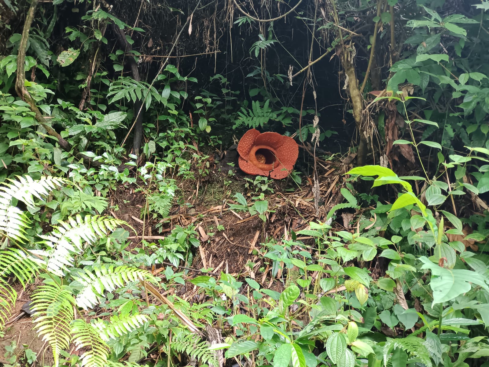 6 Bunga Rafflesia Mekar Serentak di Kemumu