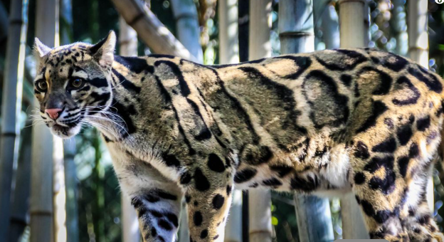 Hati-Hati Sanksi Pidana! Inilah Jenis Kucing Langka yang Dilarang Dipelihara di Indonesia