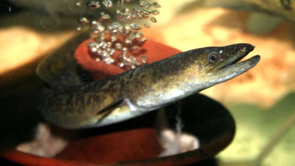 Bukan Sekadar Ikan: Inilah Keajaiban Ikan Sidat yang Bermanfaat untuk Kesehatan