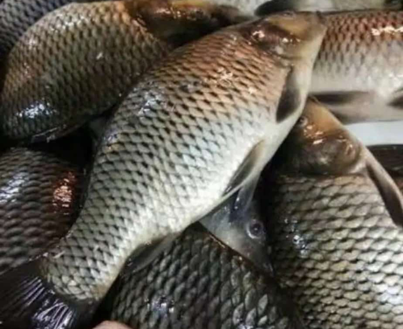 Bisnis Ternak Ikan Mas, Ini Cara Budidayanya Dijamin Untung Besar