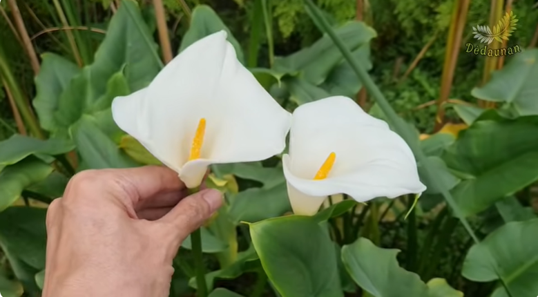 20 Jenis Bunga Putih Terindah untuk Mempercantik Taman, Elegan dan Mudah Dirawat