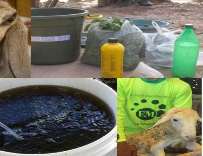5 Manfaat Urine Kambing untuk Tanaman, Bantu Jaga Kesuburan 