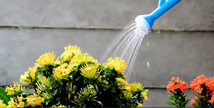 Tips Memilih Tanaman Hias untuk Mempercantik Halaman Depan Rumah Minimalis