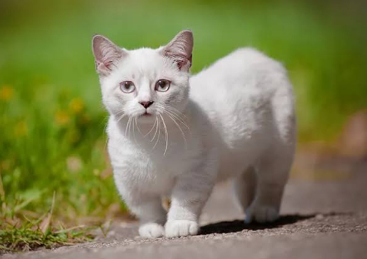 Jangan Berikan 4 Jenis Makanan Ini Pada Kucing Peliharaan 